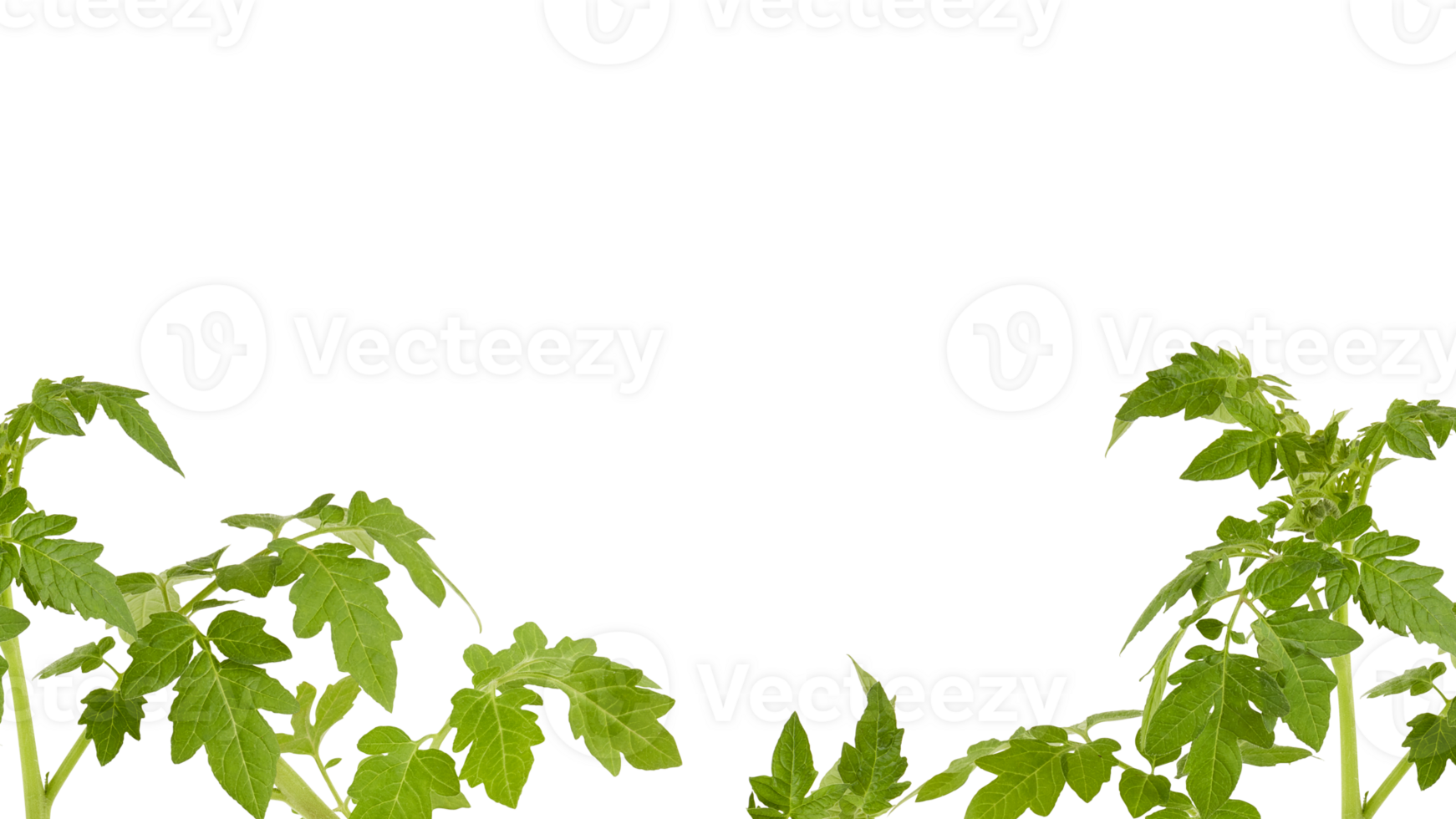 The soft top of the lush green tree has many leaves and branches that are the tops of the garden vegetables that can be used to cook food. Taken from the front view, clearly visible details isolated png