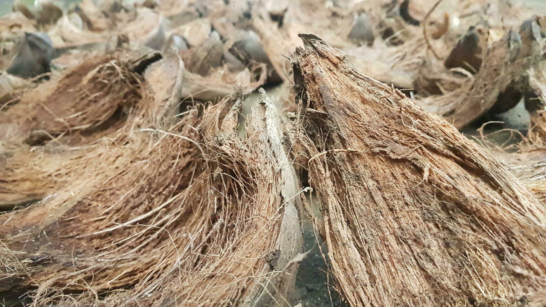 Photo a close up of coconuts with the word coconut on the left