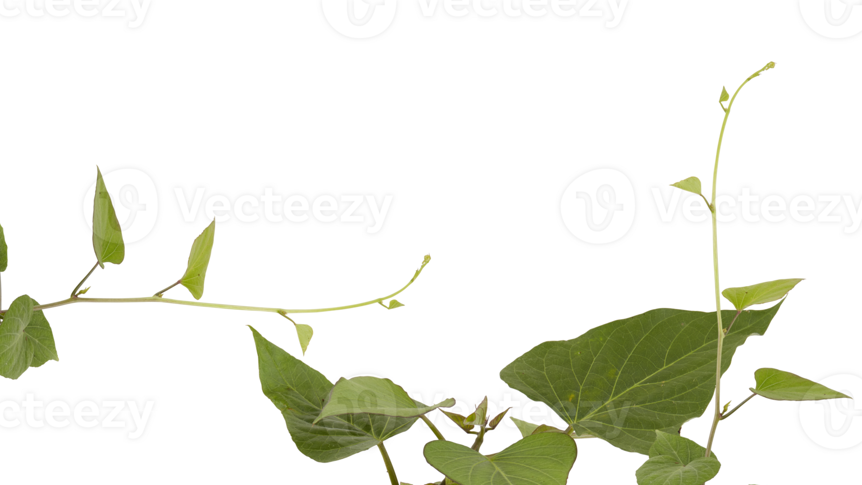 The soft top of the lush green tree has many leaves and branches that are the tops of the garden vegetables that can be used to cook food. Taken from the front view, clearly visible details isolated png
