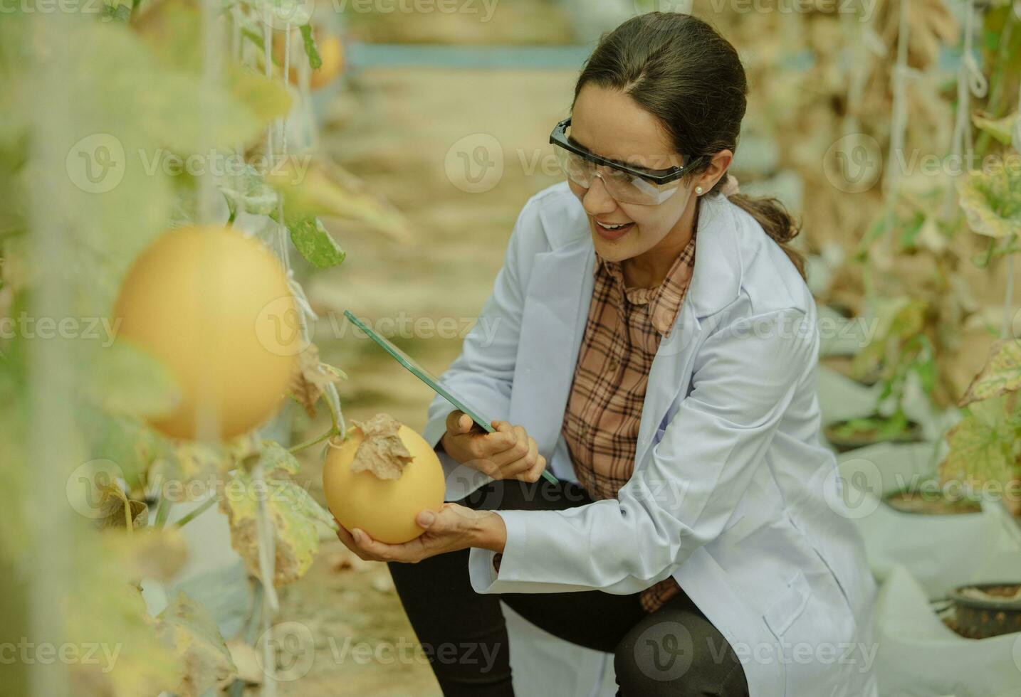 agrícola investigadores desarrollar cosecha calendarios y flujos de trabajo a mejorar melón producción. Los grados, organiza, selecciona, y escoge ellos dependiente en su Talla y frescura. estricto calidad control. foto