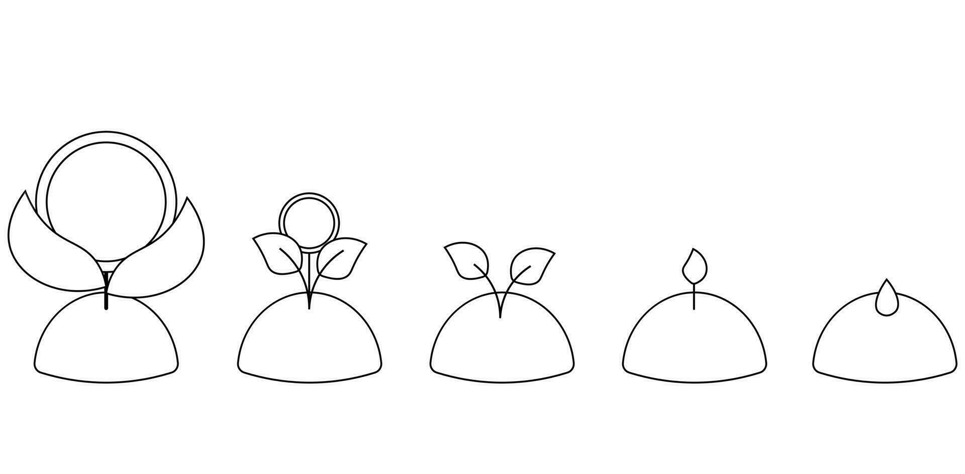 Stages of growth of a sprout from a seed to a coin-shaped flower in black and white vector