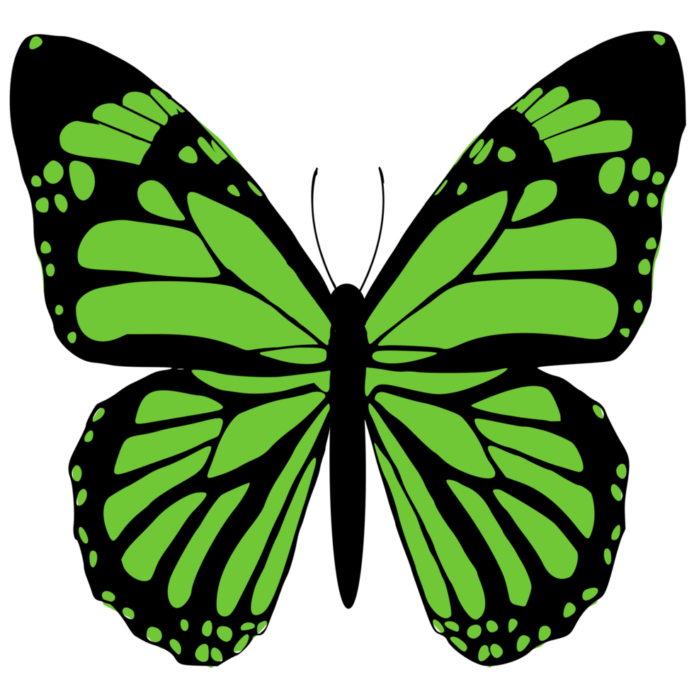 green butterfly design png