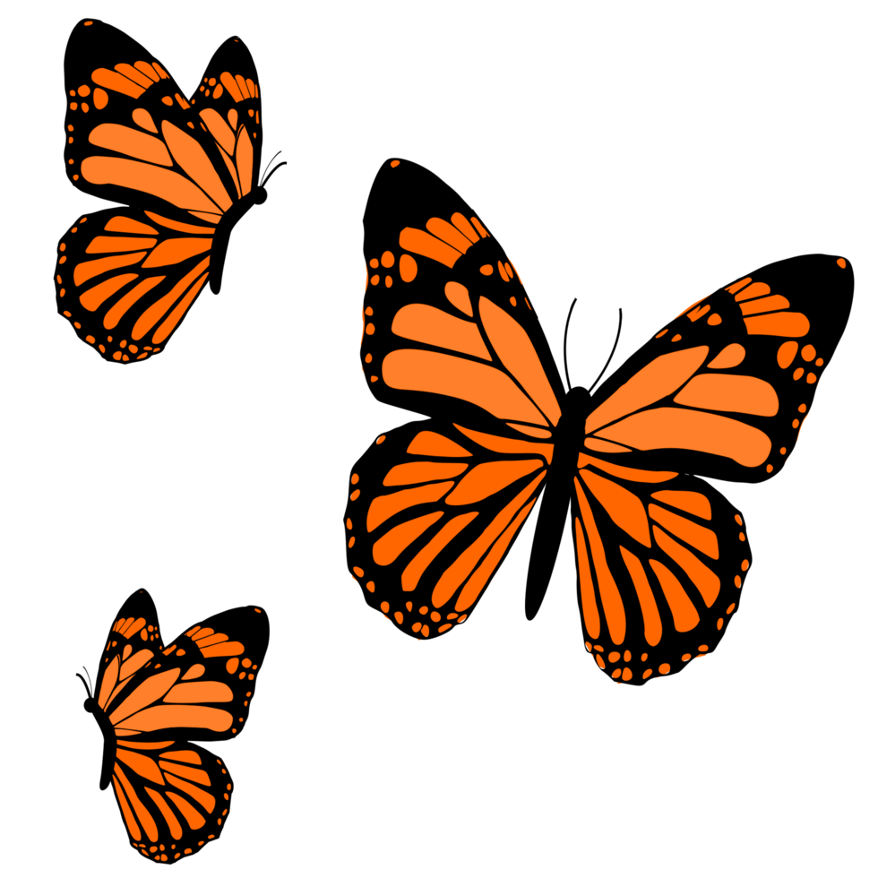 flying butterfly illustration 24524360 PNG