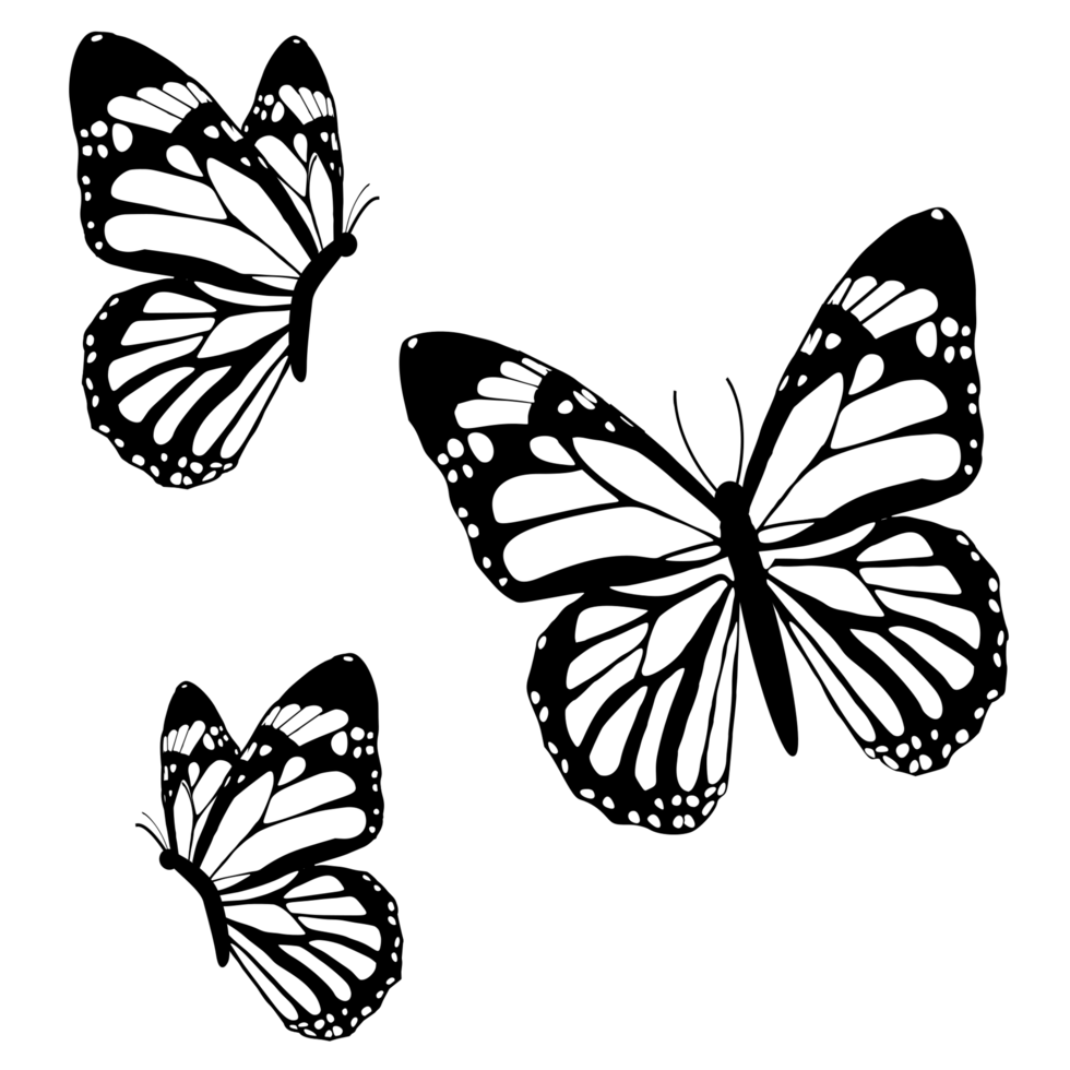 butterflies black and white 24134742 PNG