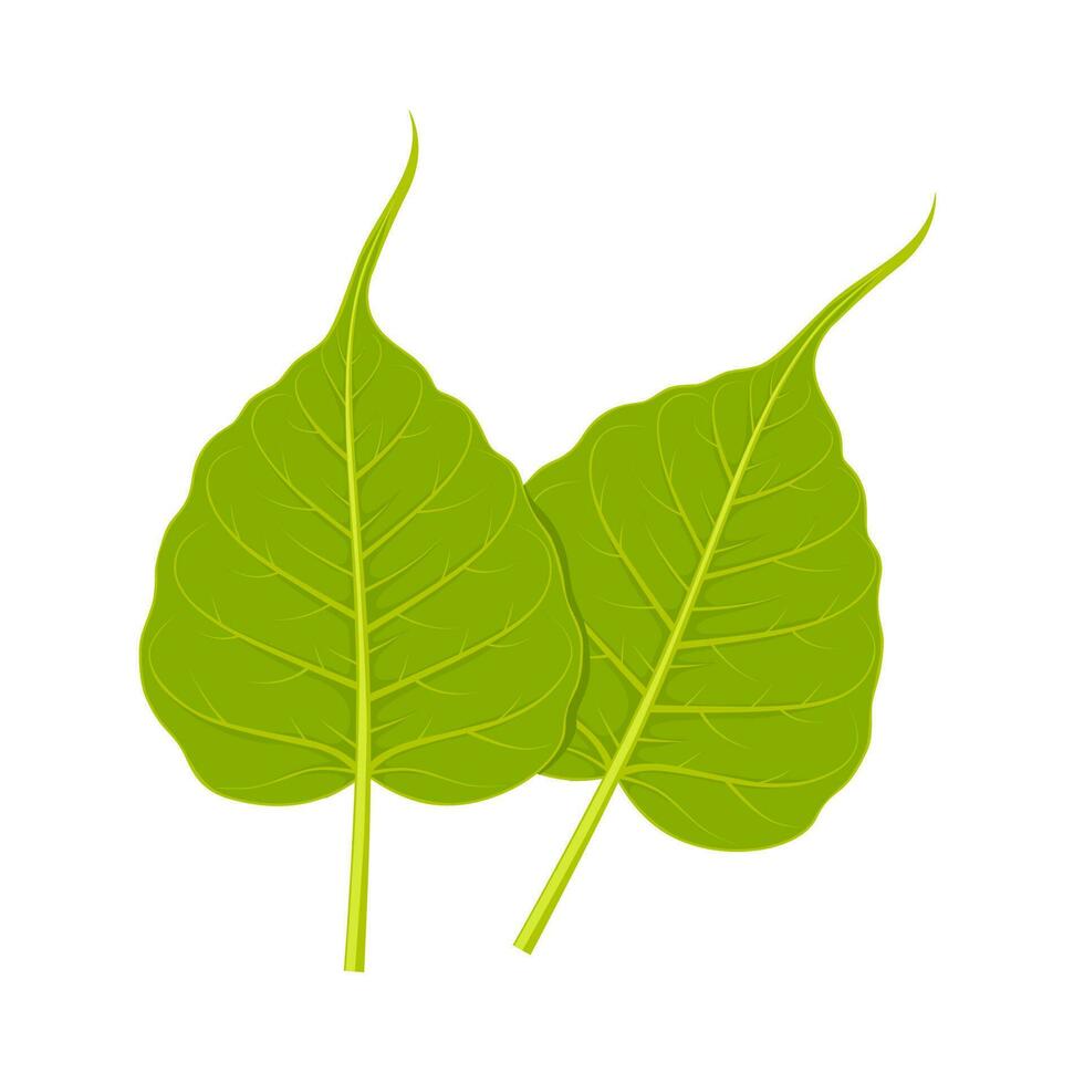 Vector illustration, Ficus religiosa or sacred fig, also known as the bodhi tree, peepal tree, isolated on white background.