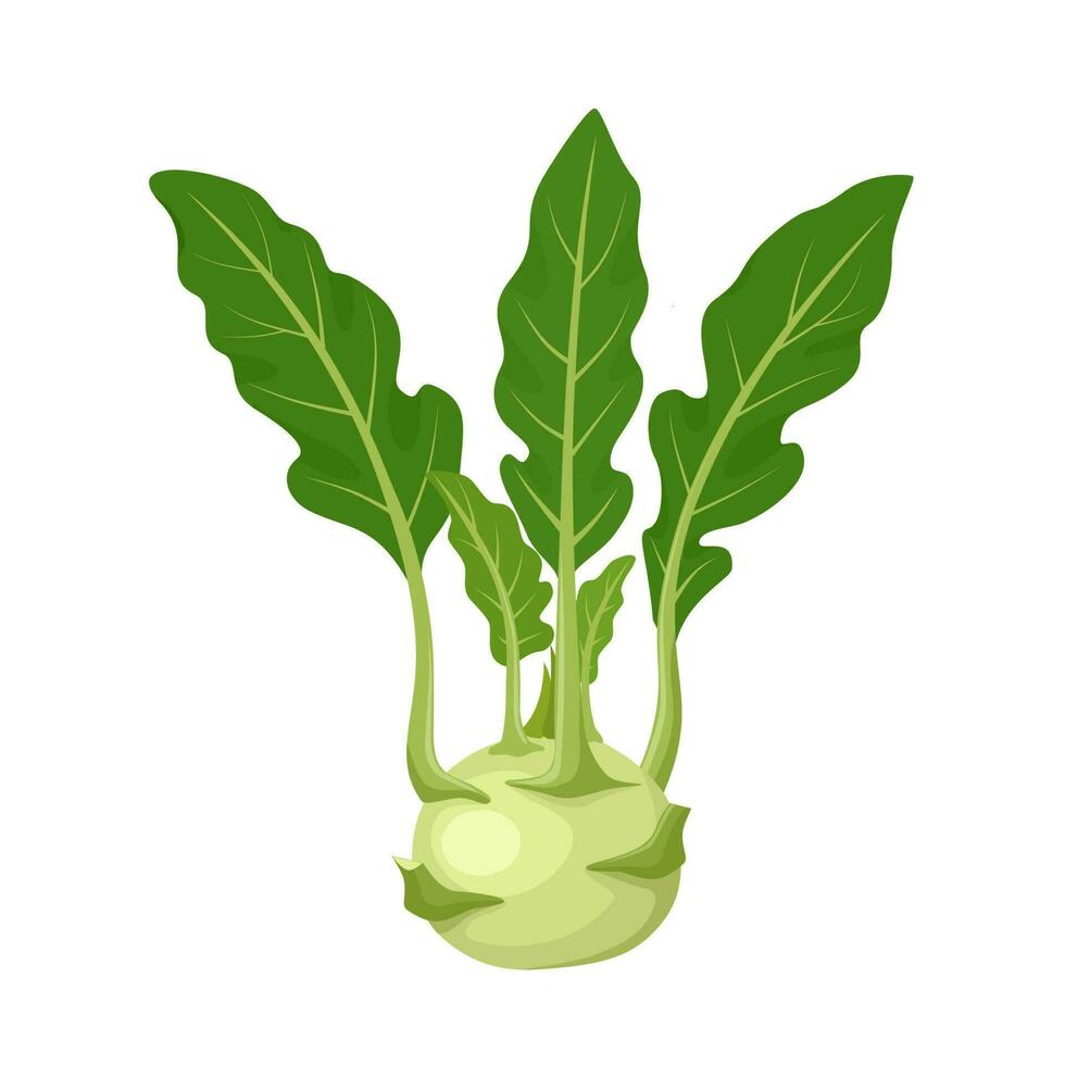 Vector illustration, kohlrabi stem with leaves, scientific name Brassica oleracea Gongylodes Group, isolated on white background.