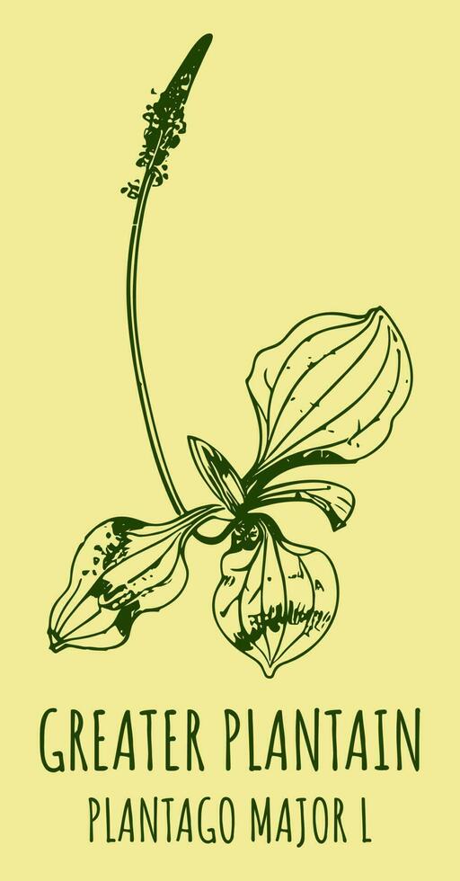 Vector drawings BROADLEAF PLANTAIN. Hand drawn illustration. Latin name PLANTAGO MAJOR L.