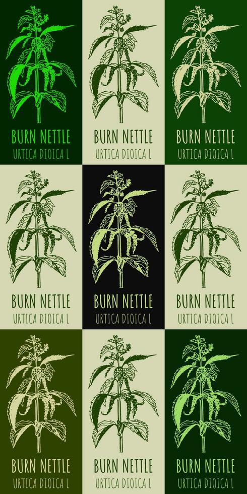 Set of vector drawing of BURN NETTLE  in various colors. Hand drawn illustration. Latin name URTICA DIOICA L.
