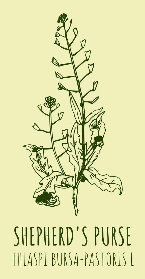 Vector drawings SHEPHERD'S PURSE . Hand drawn illustration. Latin name THLASPI BURSA-PASTORIS L.