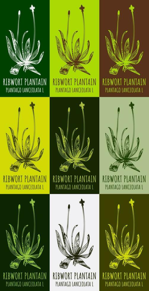 conjunto de vector dibujo de ribwort plátano en varios colores. mano dibujado ilustración. latín nombre plantago lanceolata yo