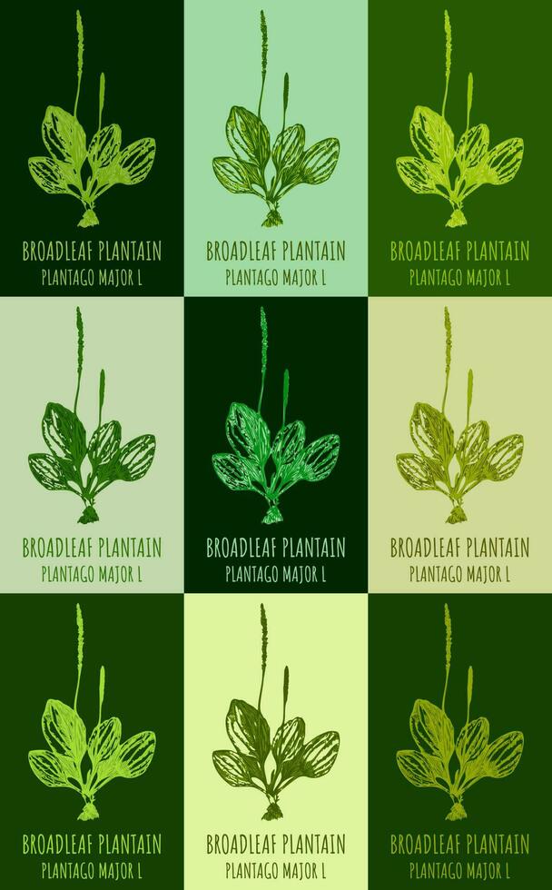 Set of vector drawing of BROADLEAF PLANTAIN in various colors. Hand drawn illustration. Latin name PLANTAGO MAJOR L.