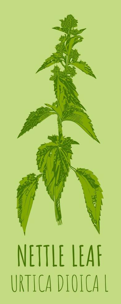 Vector drawings NETTLE LEAF. Hand drawn illustration. Latin name URTICA DIOICA L.