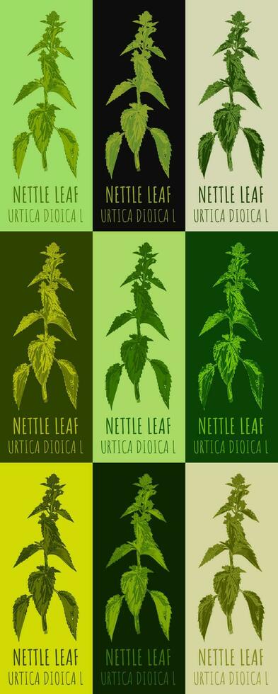 Set of vector drawing of NETTLE LEAF  in various colors. Hand drawn illustration. Latin name URTICA DIOICA L.