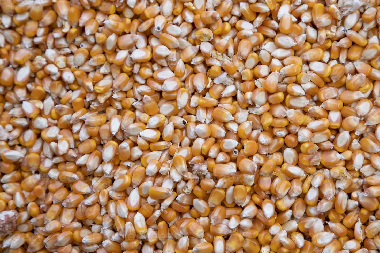 Close-up focus organic corn seed pattern texture Can be used as a background wallpaper photo