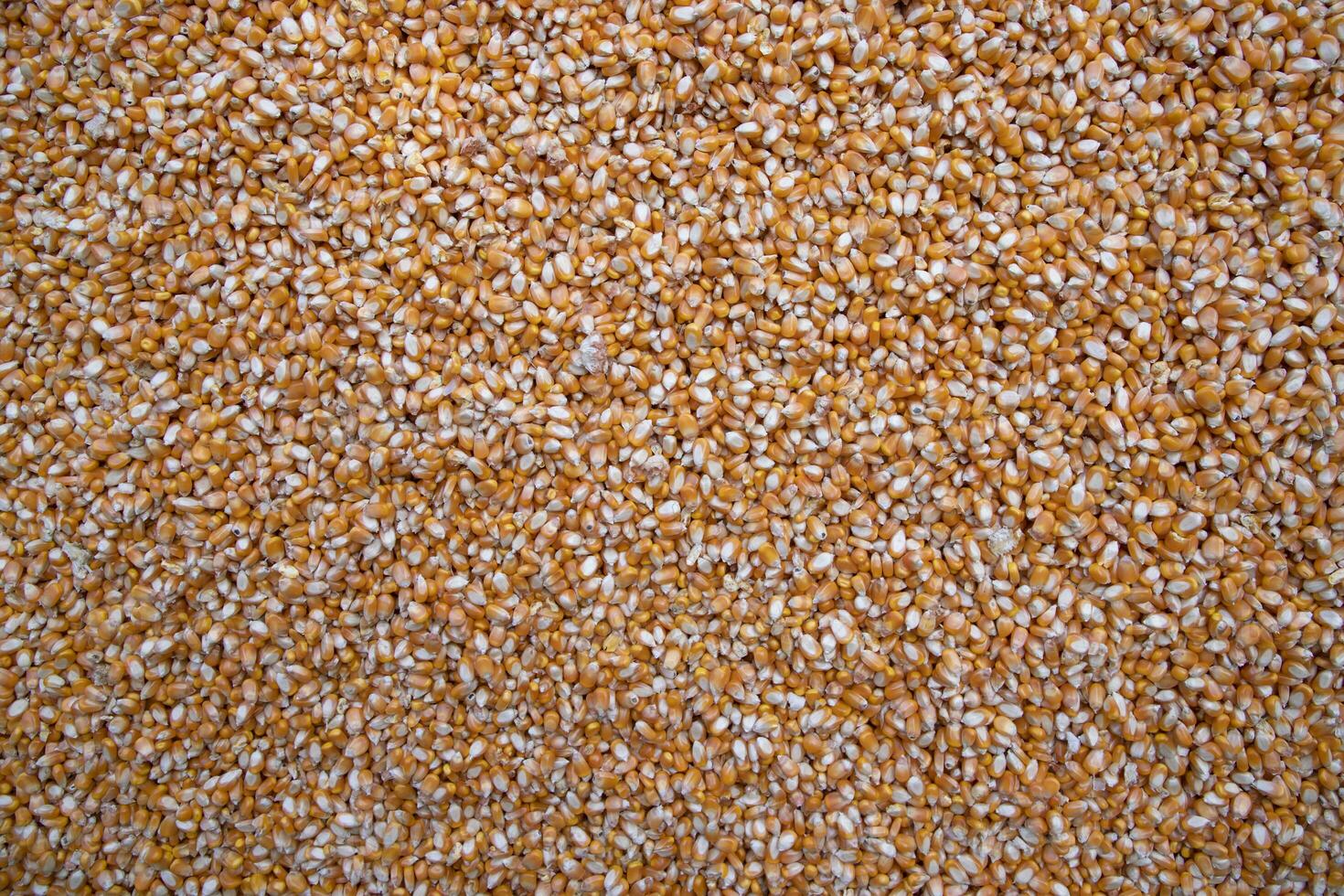 organic corn seed pattern texture Can be used as a background wallpaper photo