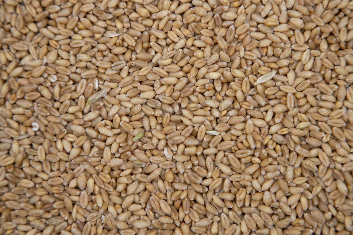 wheat grains seeds pattern Texture can be used as a Background wallpaper photo