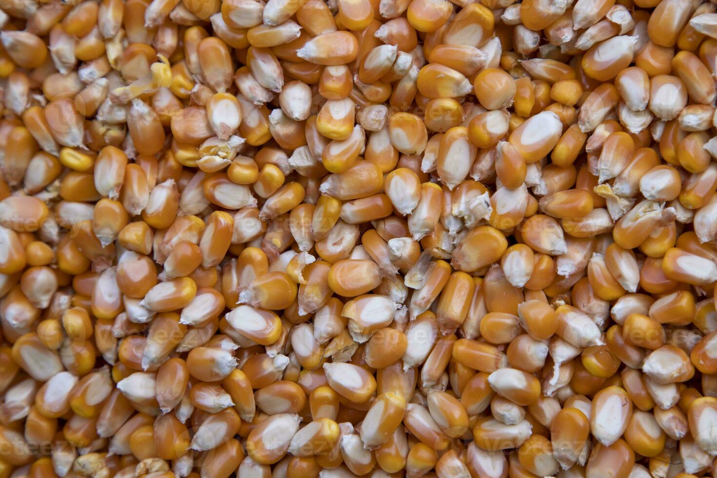 Close-up focus organic corn seed pattern texture Can be used as a background wallpaper photo