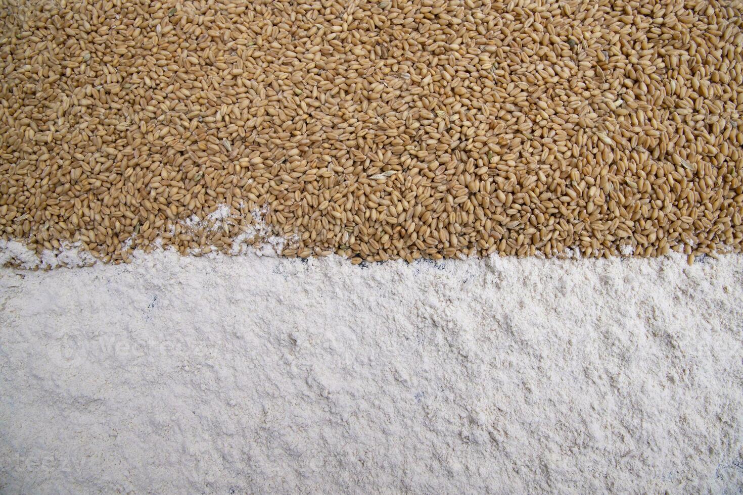 wheat grains and wheat flower   brown atta pattern Texture can be used as a Background wallpaper photo