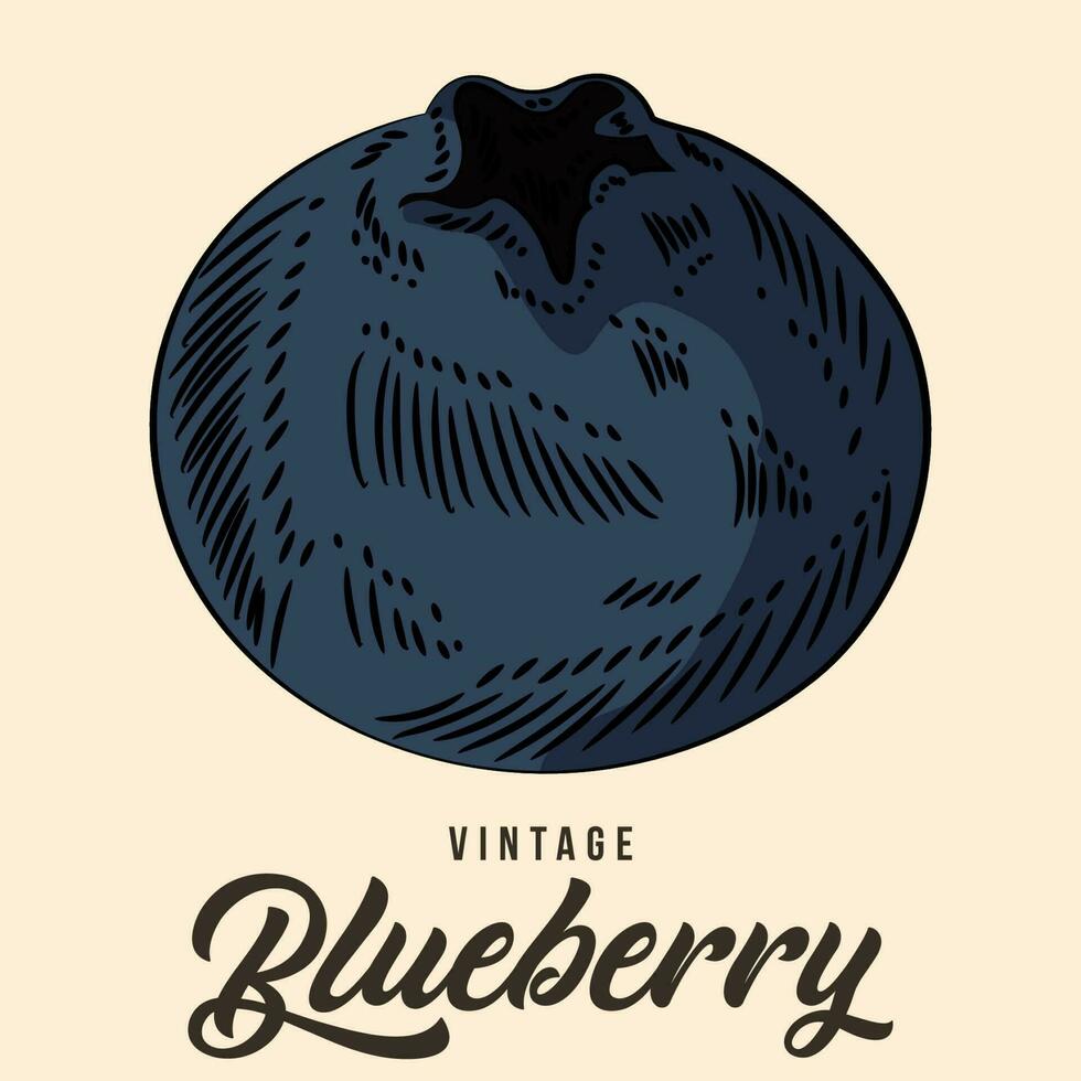 Vintage Hand Drawing Blueberry Fruit Sketch Vector Stock Illustration Color