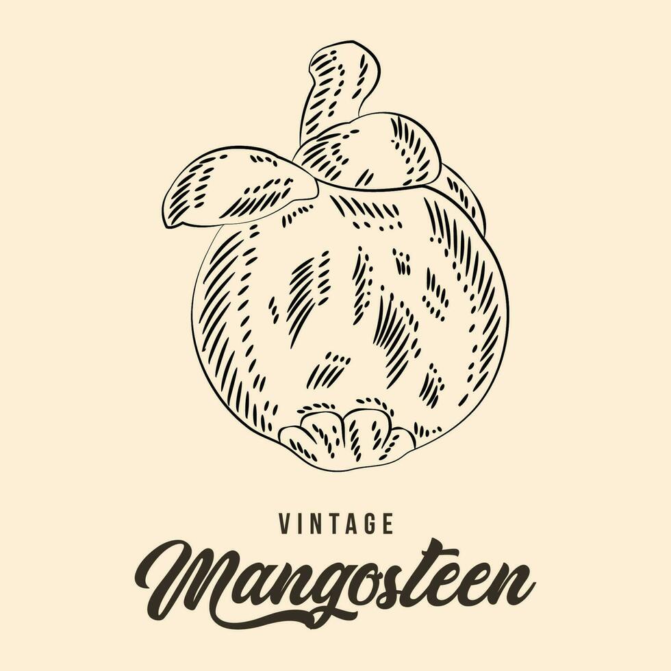 Clásico mano dibujo mangostán Fruta bosquejo vector valores ilustración
