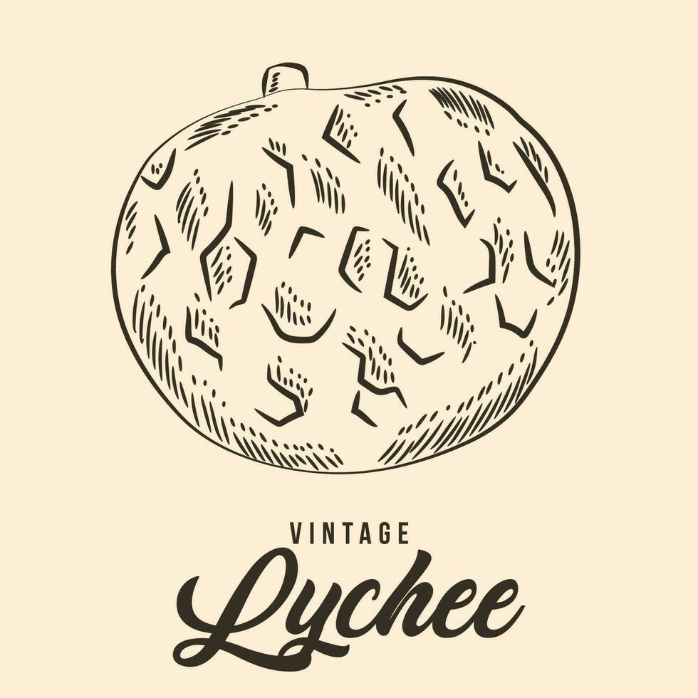 Vintage Hand Drawing lychee Fruit Sketch Vector Stock Illustration