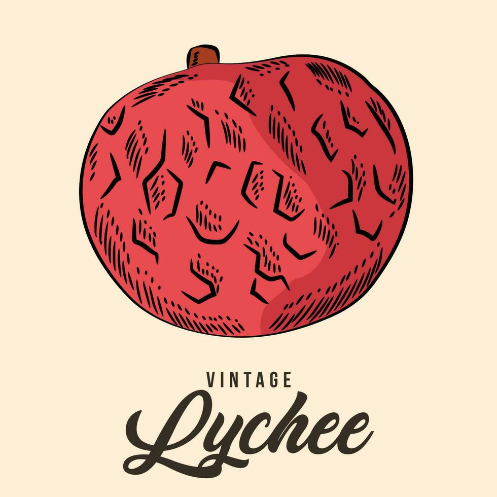 Vintage Hand Drawing lychee Fruit Sketch Vector Stock Illustration Color