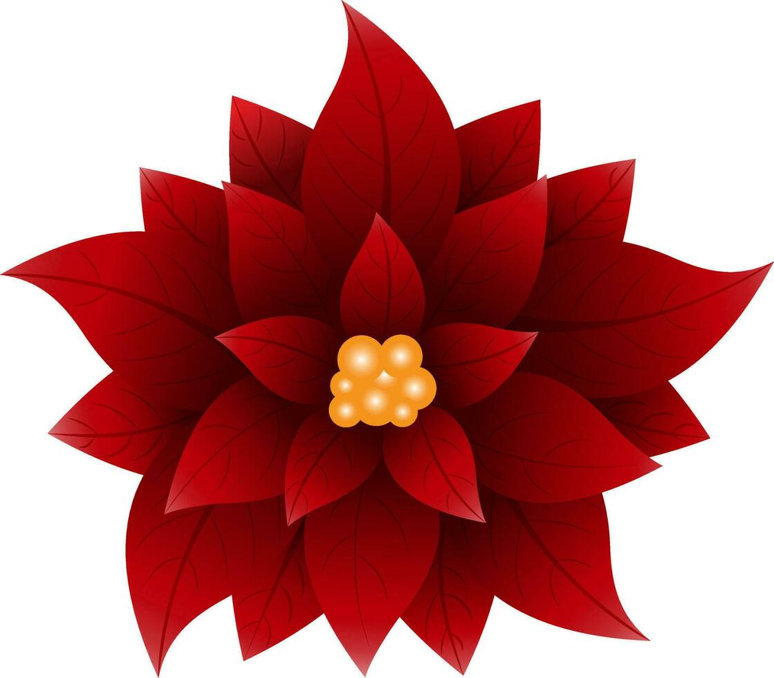 Close View Of Red Poinsettia Flower On White Background. vector