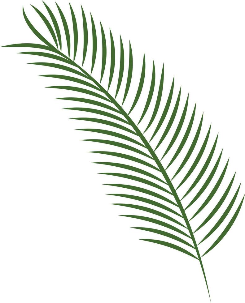 Flat Style Fir Leaves Branch Over White Background. vector