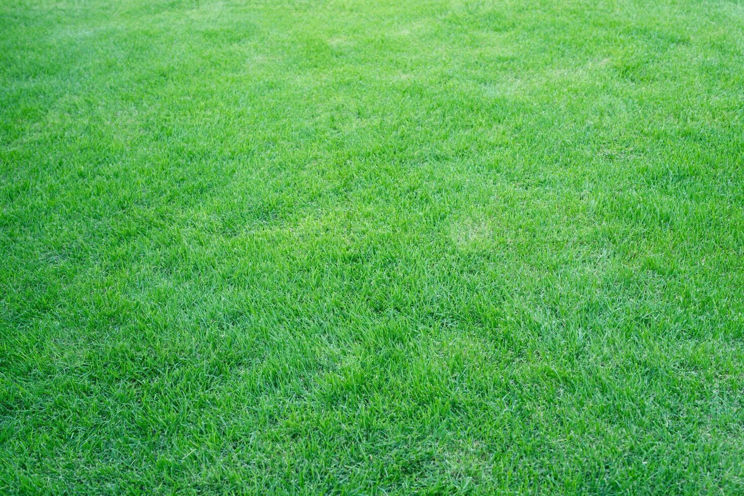 Artificial grass field meadow green. Top View Texture. photo