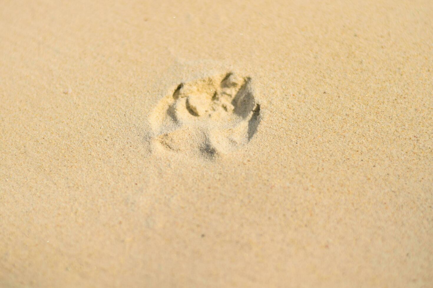 Dog footprint in sand at beach photo