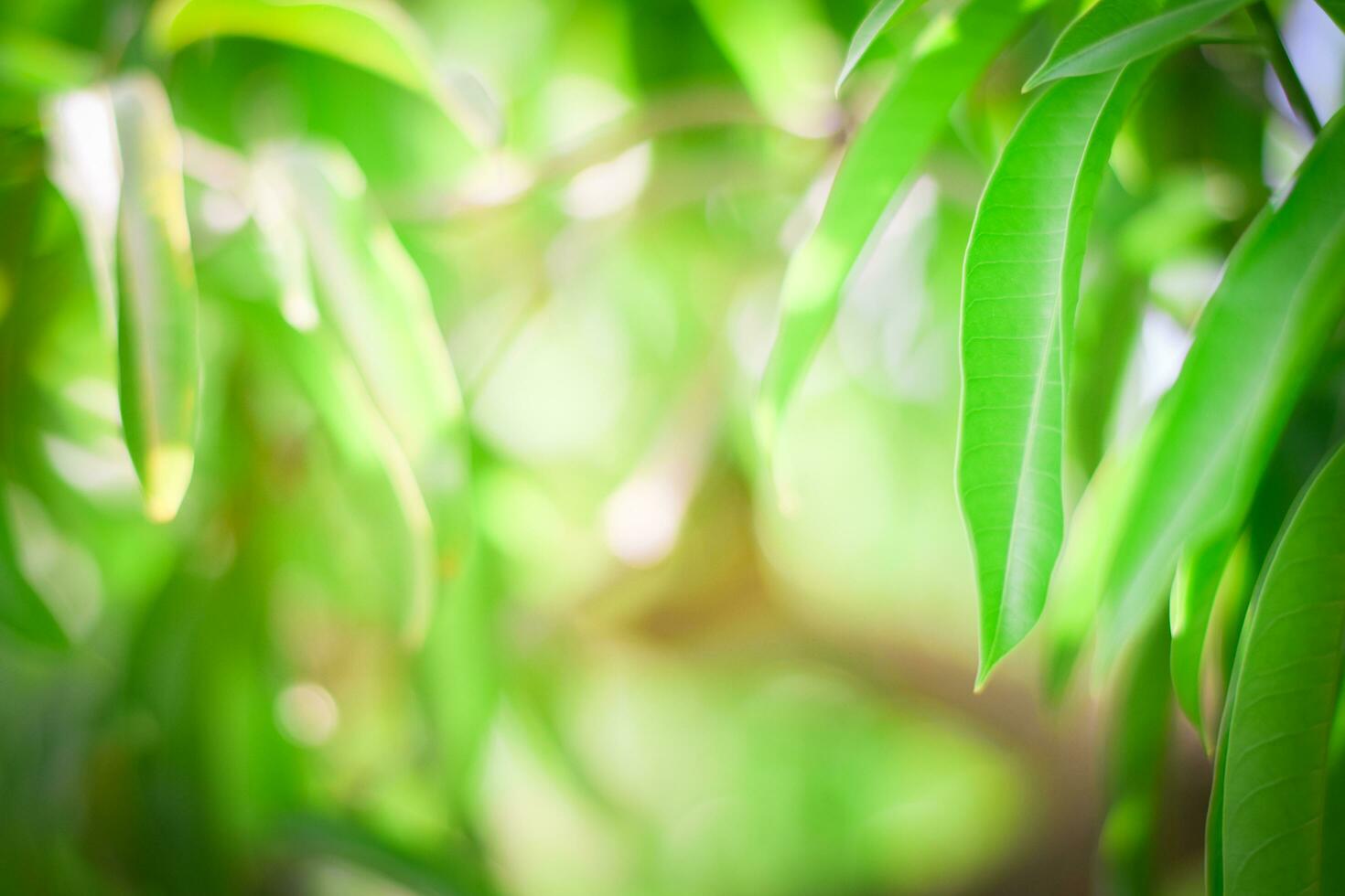 green nature background. ecology system in spring and summer background concept photo