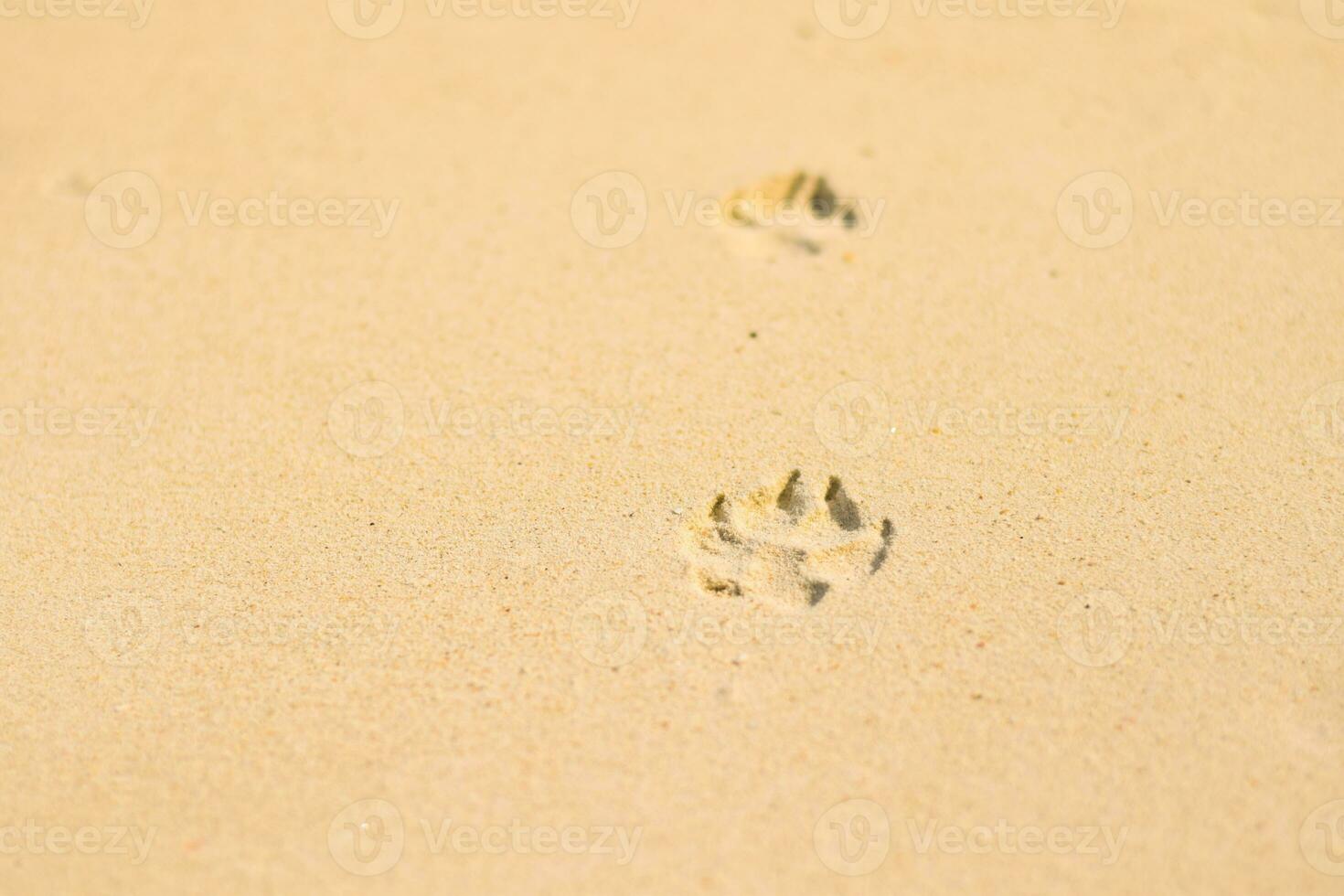 Dog Footprint In Sand At Beach 24147087 Stock Photo At Vecteezy big-set-line-art-illustration-pet-care-dog-footprint-dog-paw-tattoo
