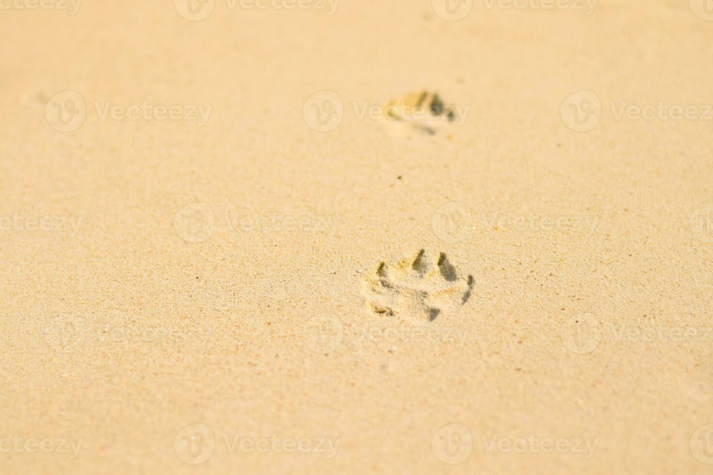 Dog footprint in sand at beach photo