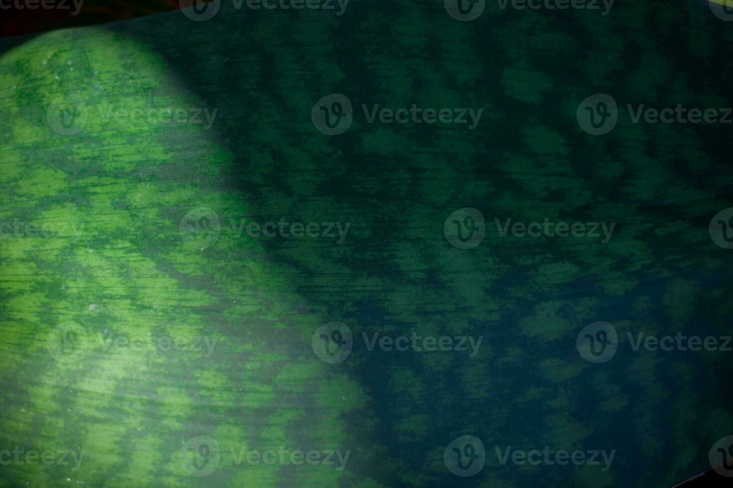 green nature background. ecology system in spring and summer background concept photo