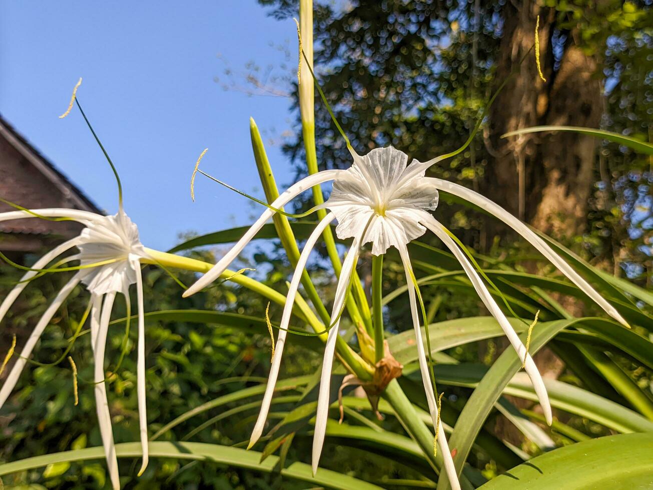 A close up of Hymenocallis littoralis flower. Also known as the beach spider lily. a species of plant in the amaryllis family Amaryllidaceae photo