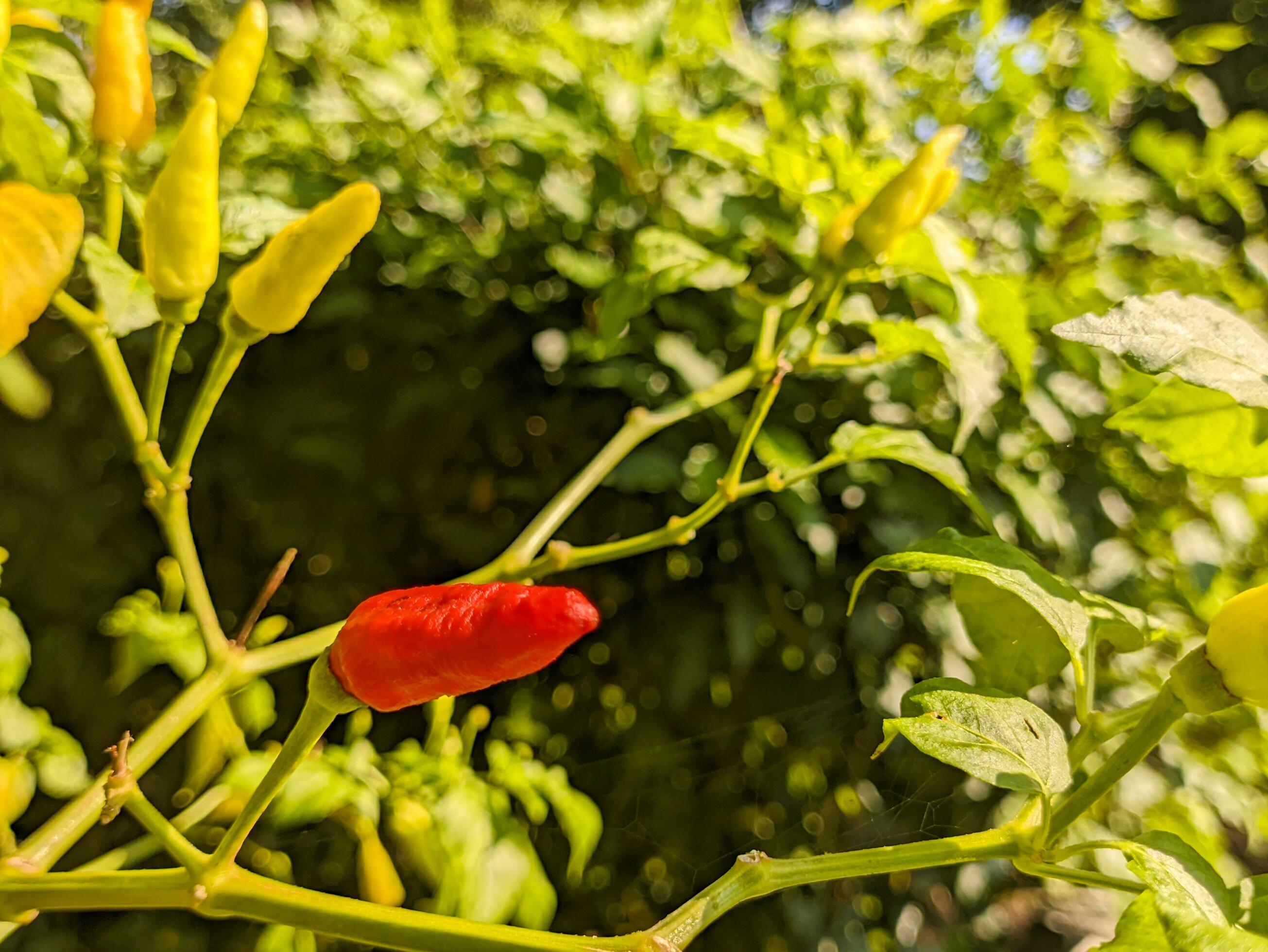 A Capsicum Frutescens Or Cabai Rawit Ingredients For Spicy Food a-capsicum-frutescens-or-cabai-rawit-ingredients-for-spicy-food