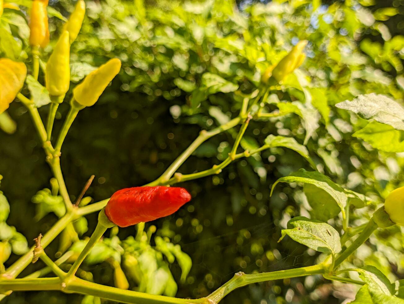 A capsicum frutescens or cabai rawit. Ingredients for spicy food photo