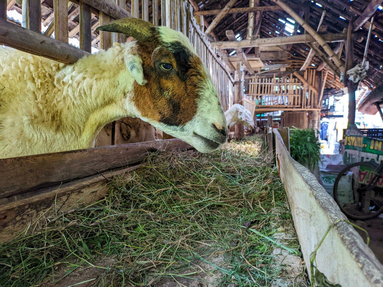 A cattle goats or Capra aegagrus hircus in the pen photo