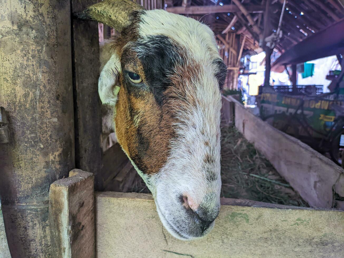 un vacas cabras o capra Aegagrus hircus en el bolígrafo foto