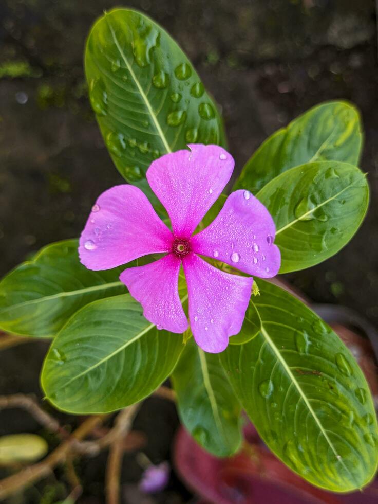 A close up of Catharanthus roseus flower. Also known as bright eyes, Cape periwinkle, graveyard plant, Madagascar periwinkle, old maid, pink periwinkle photo