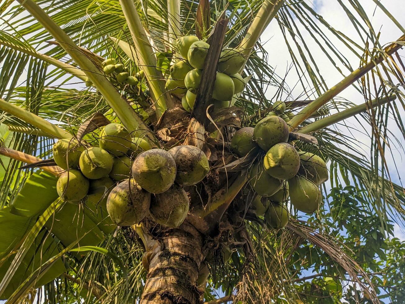 A Coconut or Cocos nucifera fruit still hanging on the tree. For fruit background or wallpaper photo
