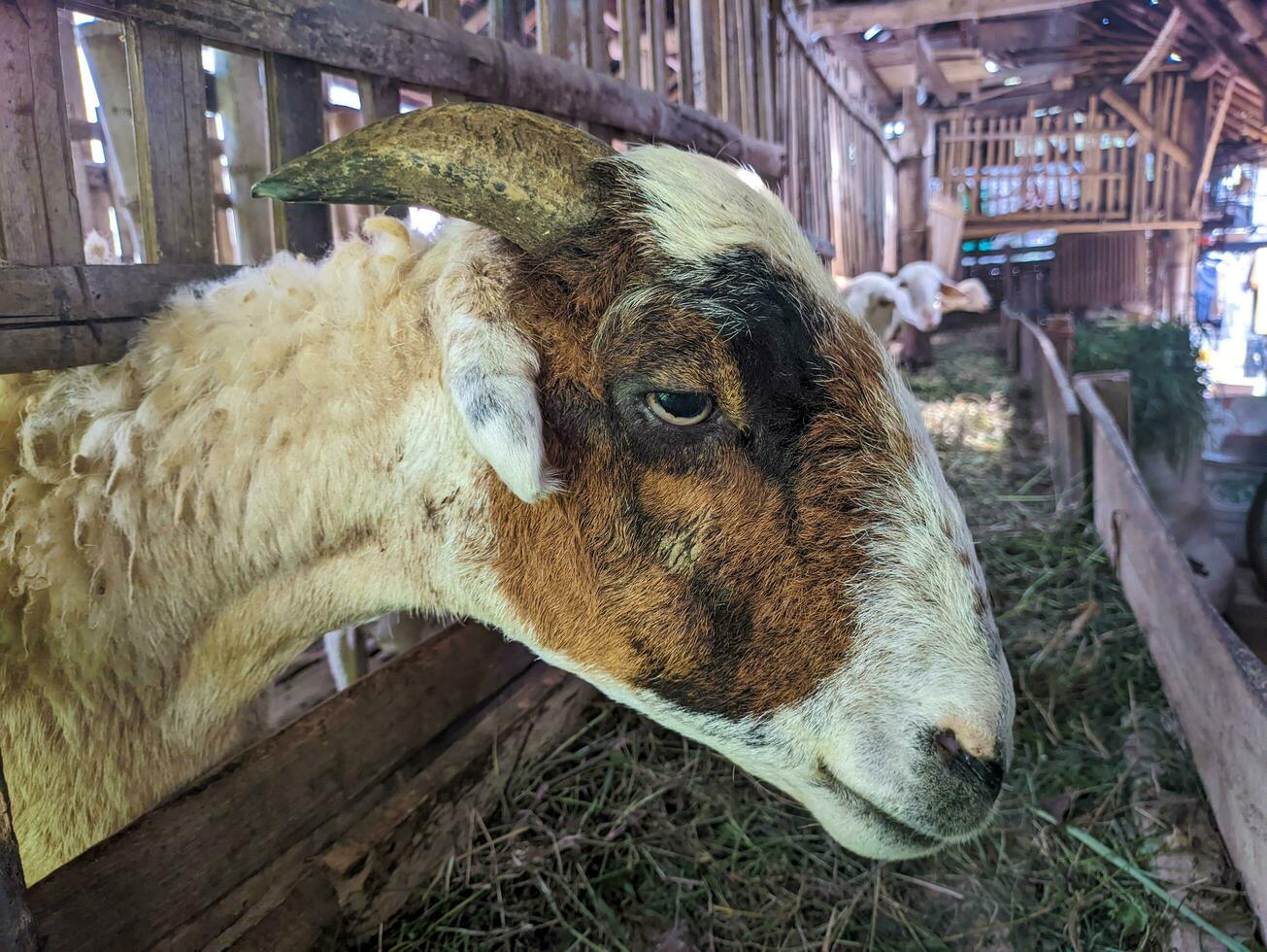 A cattle goats or Capra aegagrus hircus in the pen photo