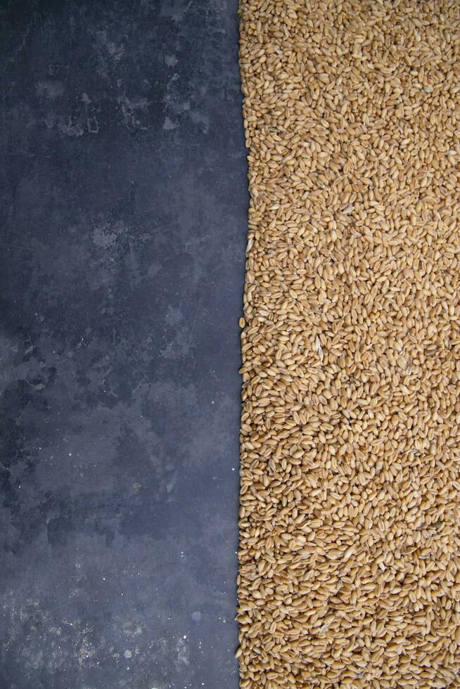 trigo granos semillas con hormigón piso texto espacio foto