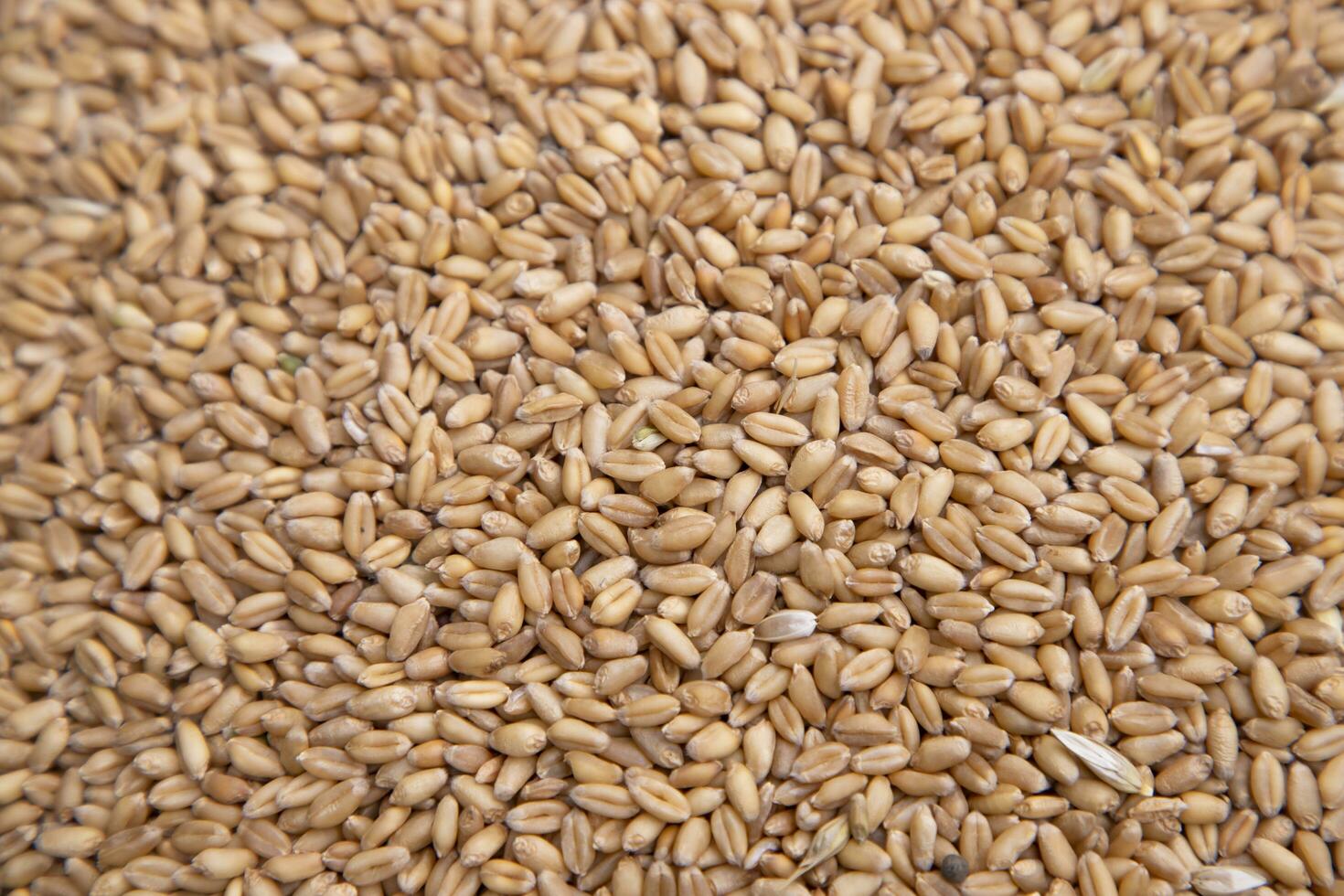 wheat grains seeds pattern Texture can be used as a Background wallpaper photo