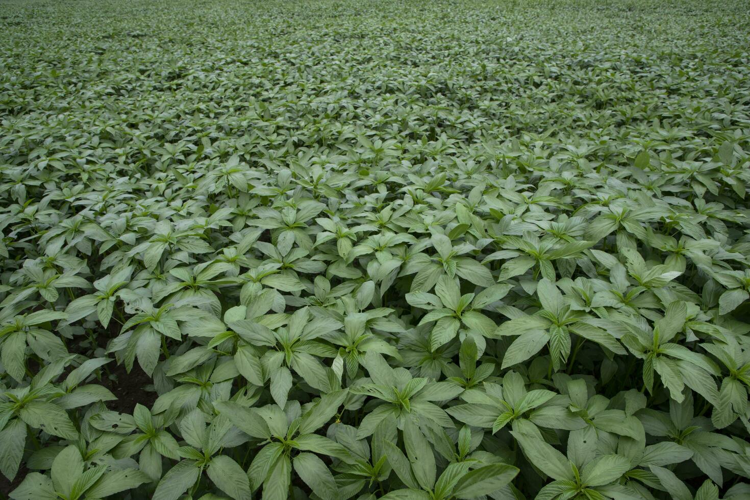 Green raw Jute Plant in the field. Agriculture Concept photo