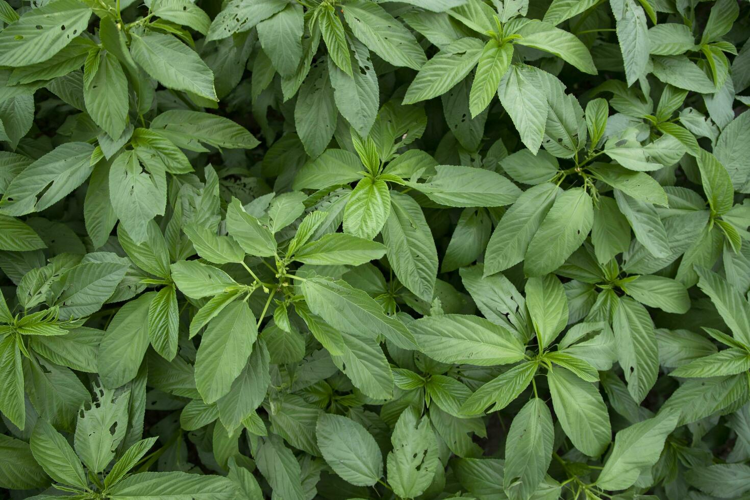 Green raw Jute Plant top view pattern texture can be used as a background wallpaper photo