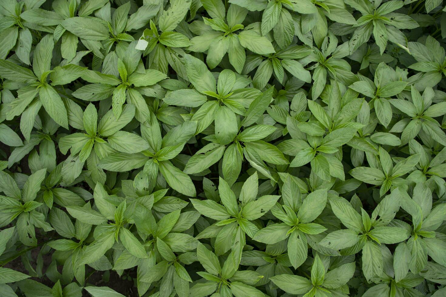 Green raw Jute Plant top view pattern texture can be used as a background wallpaper photo