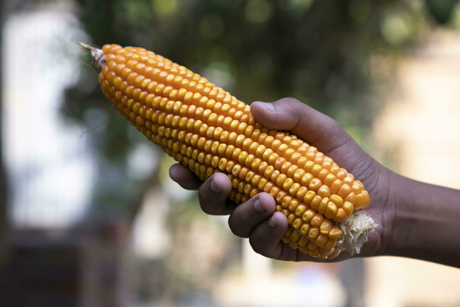 agriculture harvest corn Hand holding  with the blurry background photo