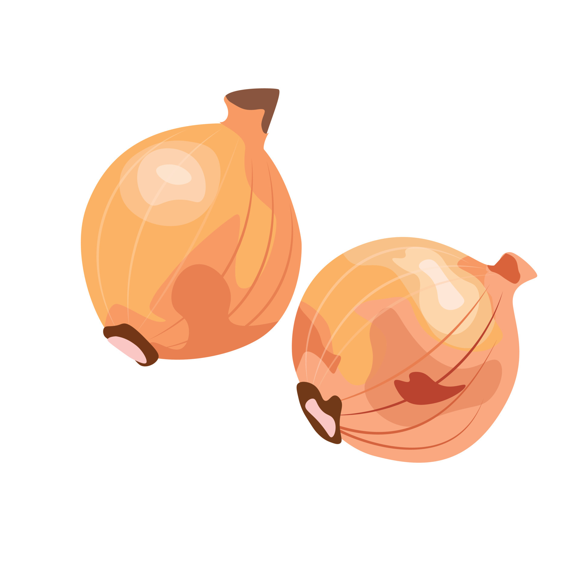 onion vector set. Spices for cooking. 24148284 Vector Art at Vecteezy