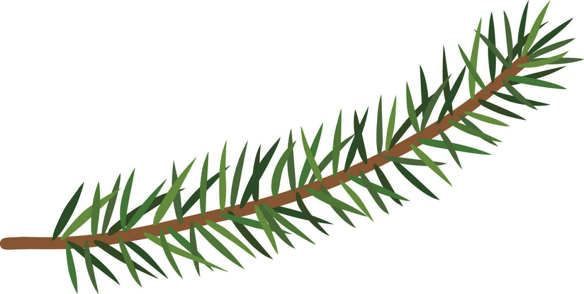 Branch of the Christmas tree vector